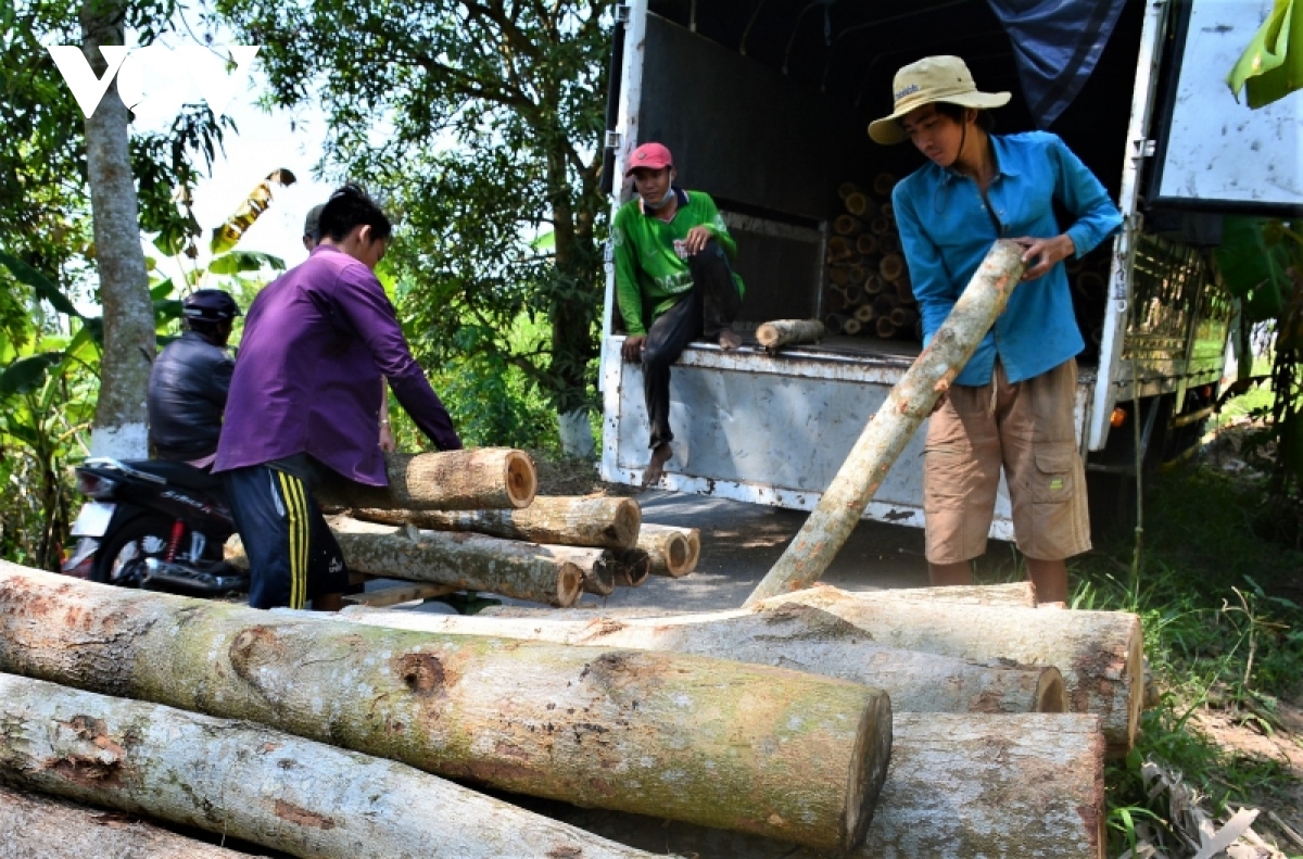 gia cay tram giam, nguoi trong rung u minh ha mat nua thu nhap hinh anh 3