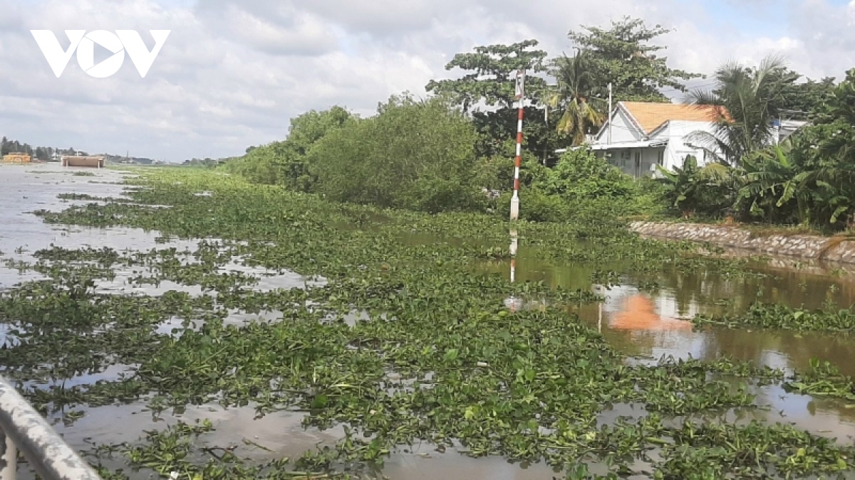 thuyền máy diệt cây lục bình dưới kênh rạch, giải pháp hay cần nhân rộng hình ảnh 1 thuyen may diet cay luc binh duoi kenh rach, giai phap hay can nhan rong hinh anh 1
