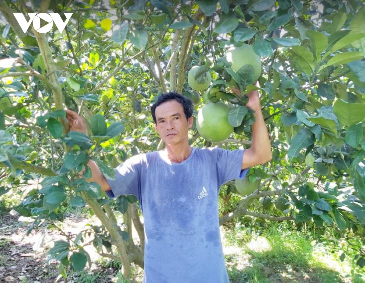 Nông dân Cù lao Tây đầu tư trồng cây ăn trái