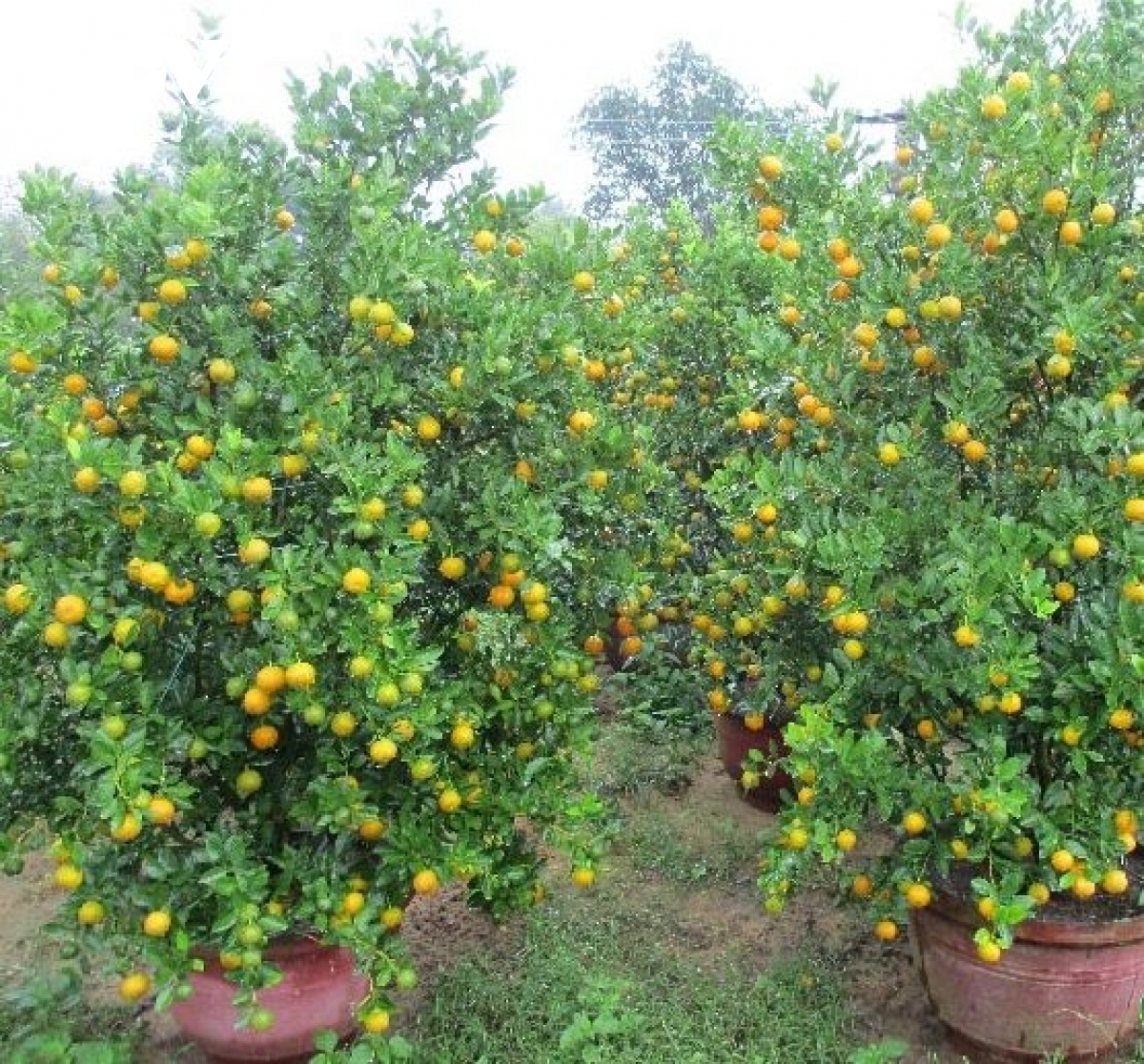 nông dân quảng nam làm giàu từ trồng hoa và quất cảnh hình ảnh 3 nong dan quang nam lam giau tu trong hoa va quat canh hinh anh 3