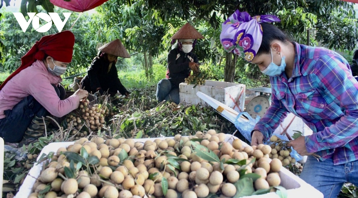 Mountainous locality ships first batch of Son Thuy longans to Europe