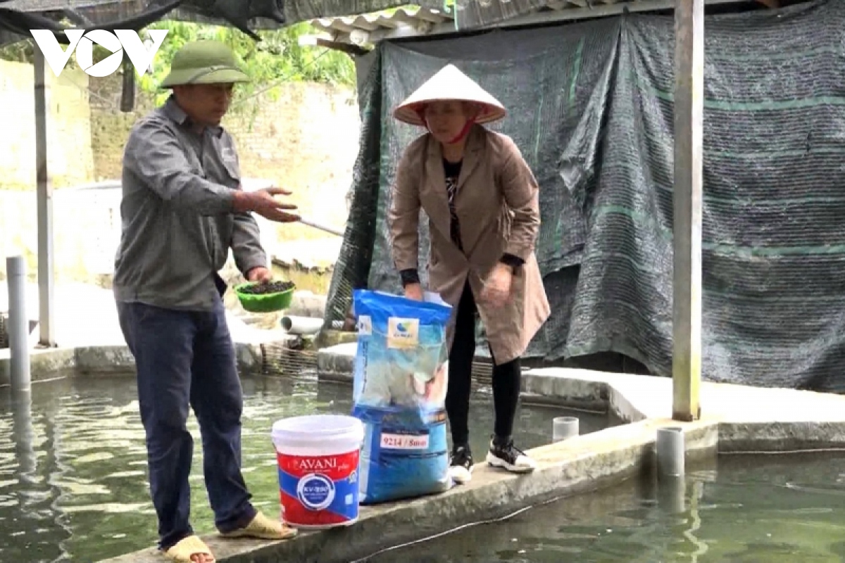 nong dan lai chau lam giau nho mo hinh htx tren que huong hinh anh 2