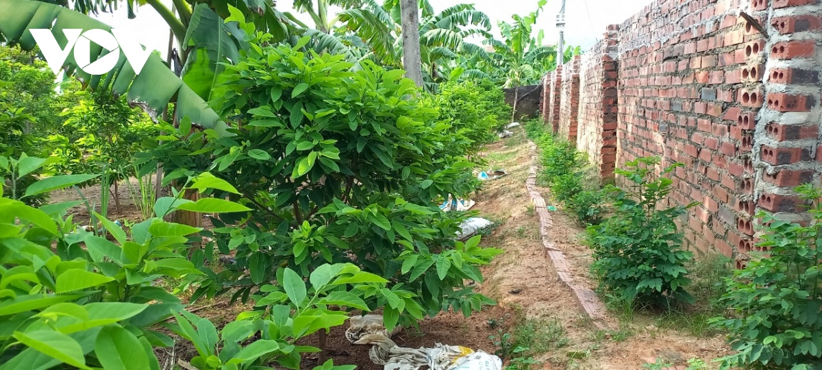 nông dân Đông triều xây biệt thự nhờ vườn na hình ảnh 3 nong dan Dong trieu xay biet thu nho vuon na hinh anh 3