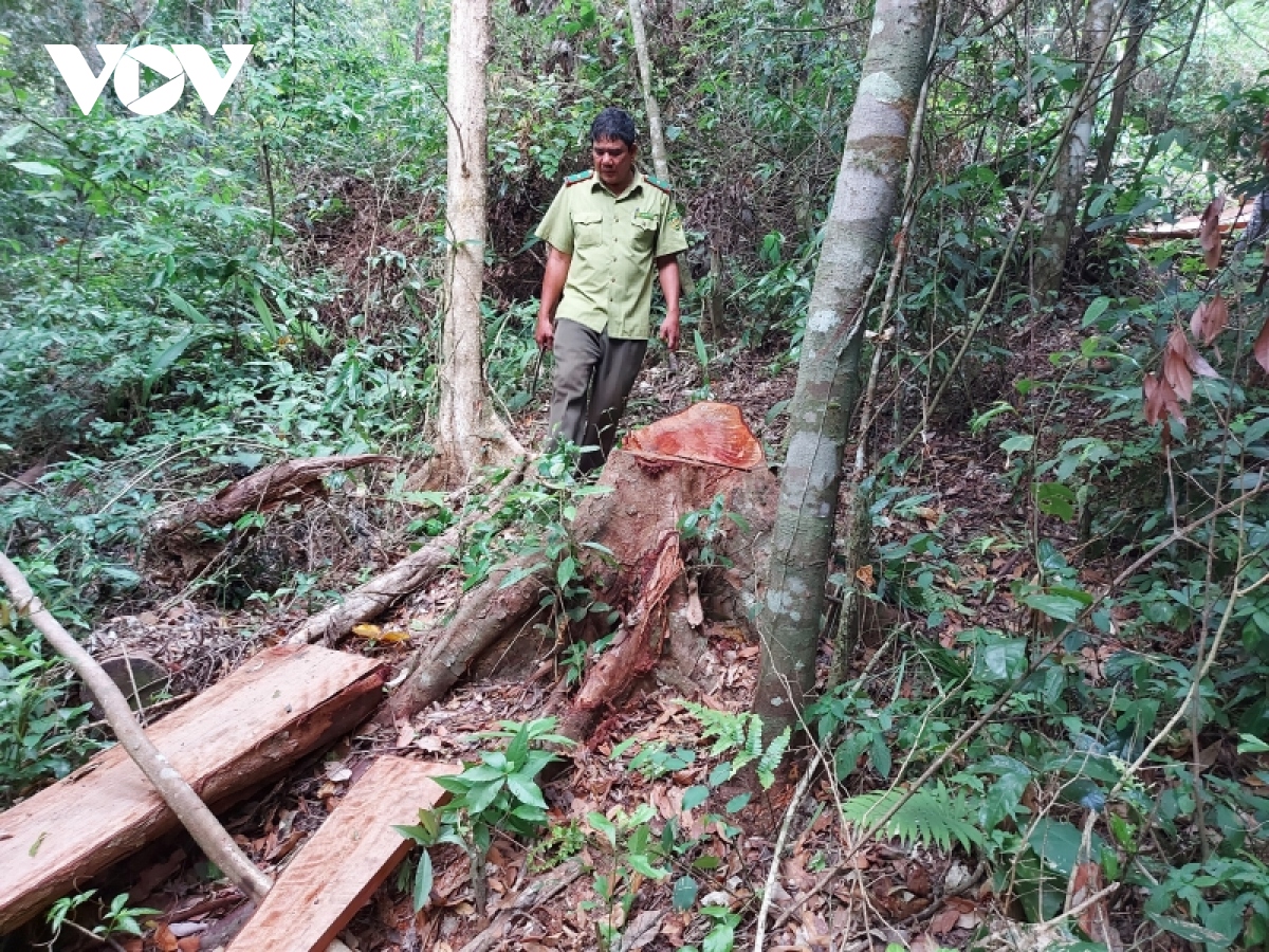 gia lai dieu tra vu pha 6 ha rung tu nhien o huyen kong chro hinh anh 1