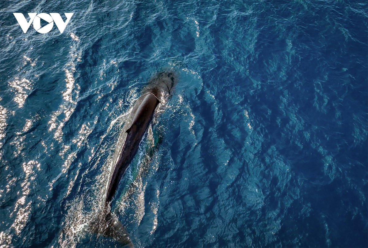 Cảnh mẹ con cá voi săn mồi ở vùng biển Đề Gi