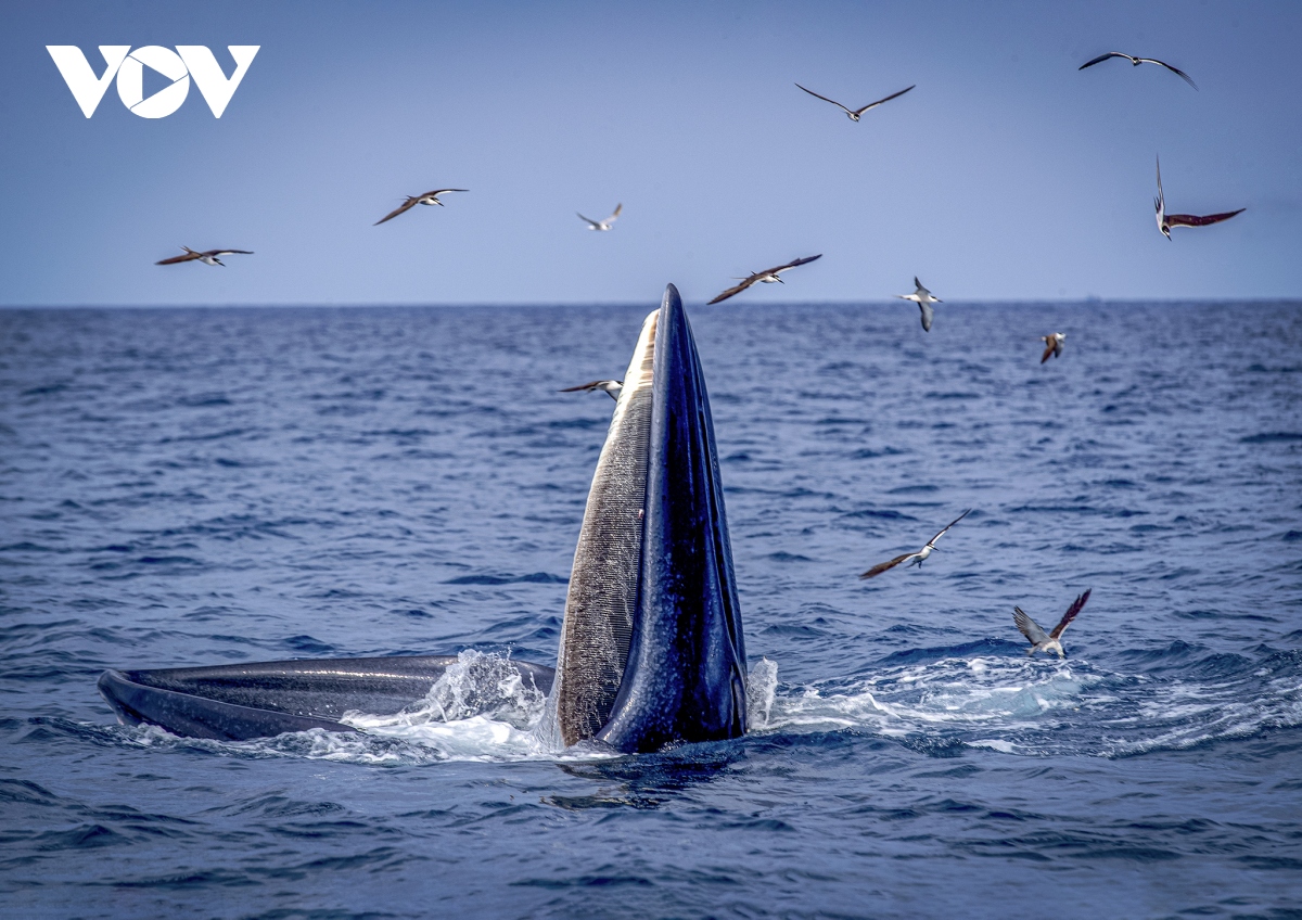 Cảnh mẹ con cá voi săn mồi ở vùng biển Đề Gi