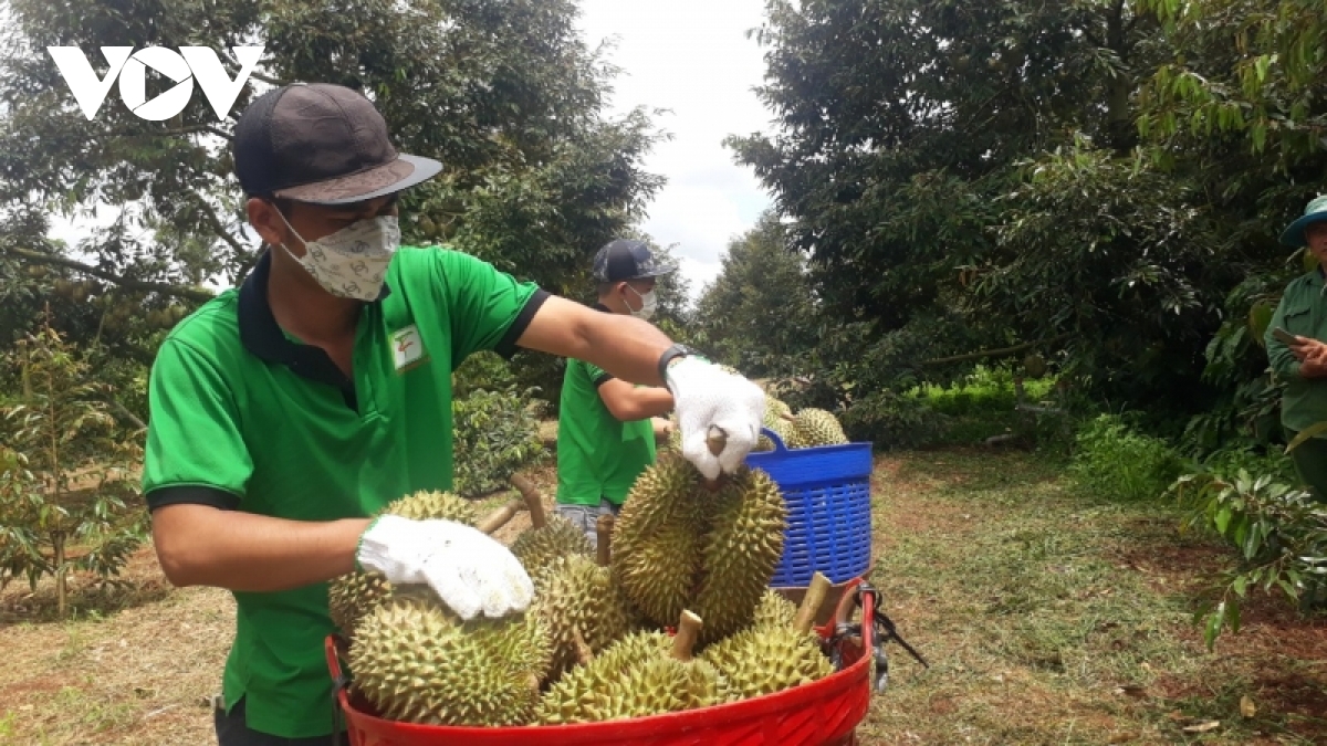 Sầu riêng xuất khẩu chính ngạch: Cơ hội và thách thức của người trồng