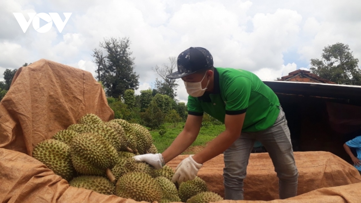 sau rieng xuat khau chinh ngach co hoi va thach thuc cua nguoi trong hinh anh 3