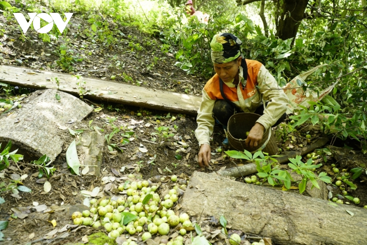 Đa dạng hoá sản phẩm giúp phát triển cây Sơn Tra bền vững