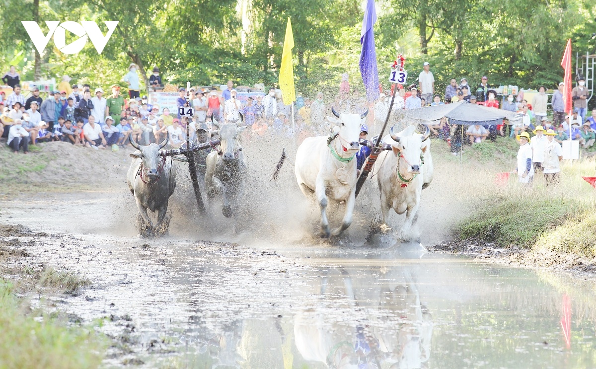 An tuong le hoi dua bo bay nui an giang hinh anh 1