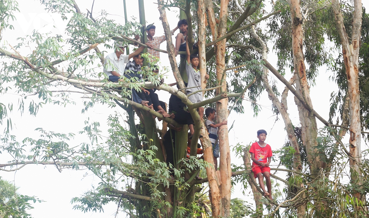 An tuong le hoi dua bo bay nui an giang hinh anh 2