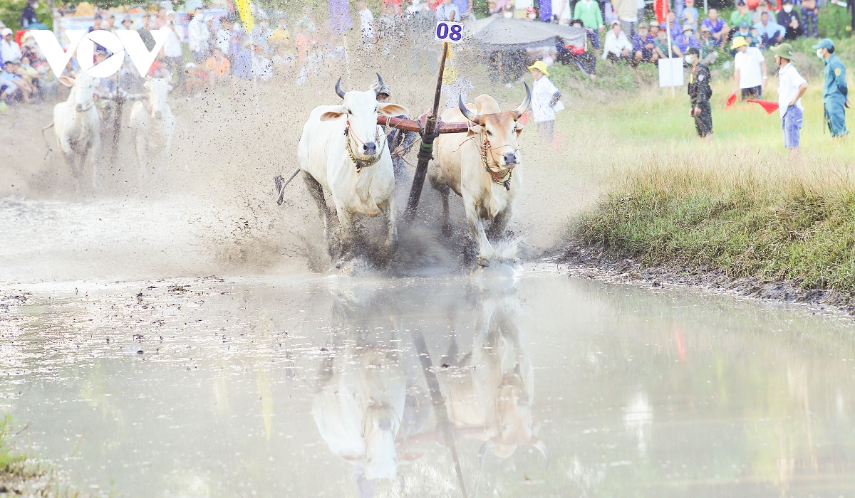 An tuong le hoi dua bo bay nui an giang hinh anh 3