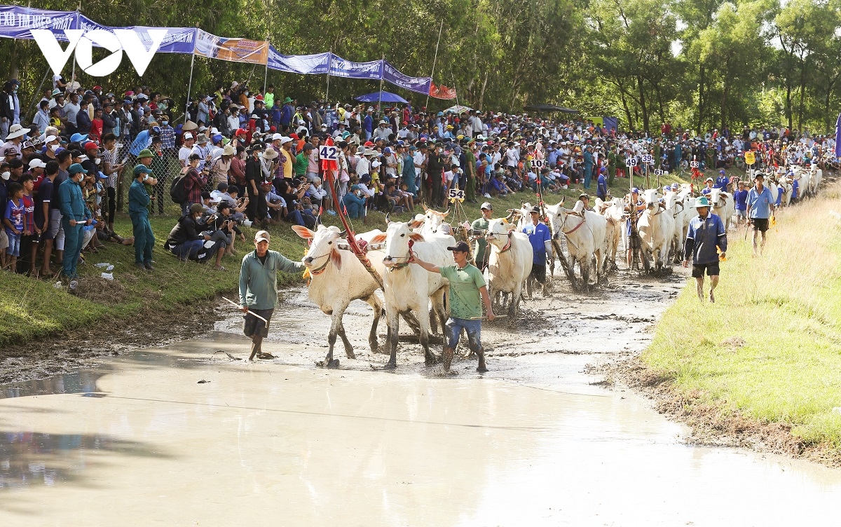 An tuong le hoi dua bo bay nui an giang hinh anh 4