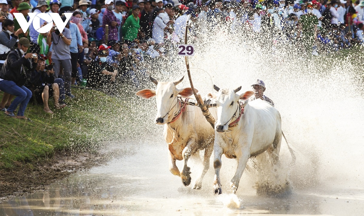 An tuong le hoi dua bo bay nui an giang hinh anh 5