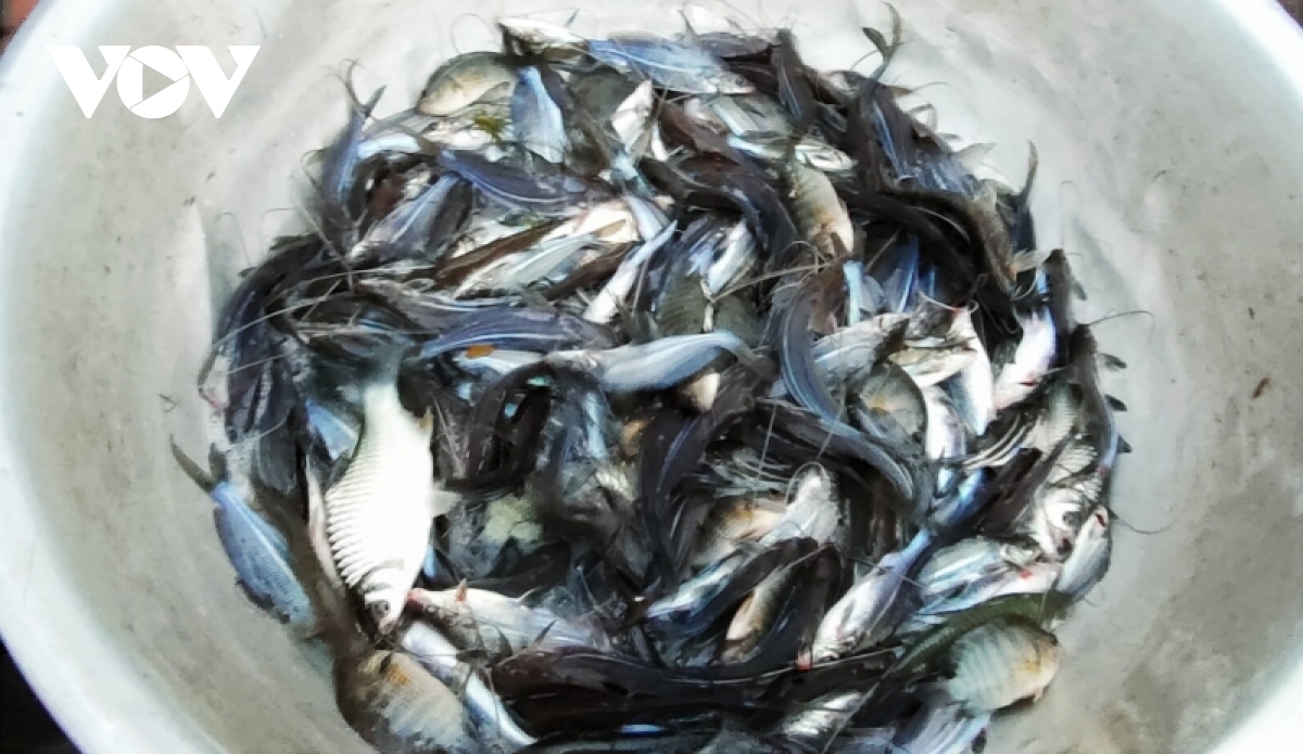 Nhộn nhịp chợ cá đồng mùa nước nổi ở An Giang