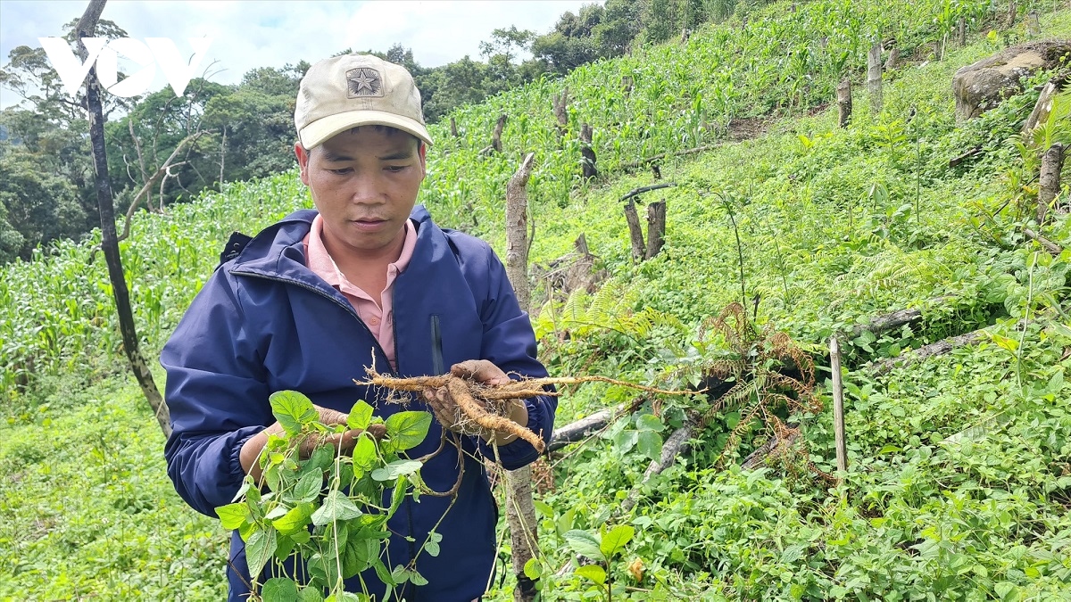 trong duoc lieu duoi tan rung cay thoat ngheo thanh cay lam giau hinh anh 2