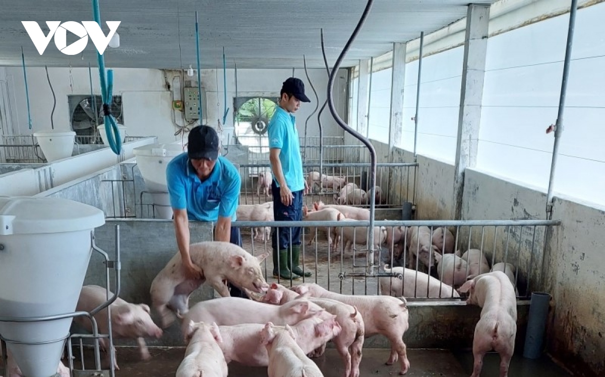 Người chăn nuôi ở Đồng Nai tái đàn heo chuẩn bị cho Tết