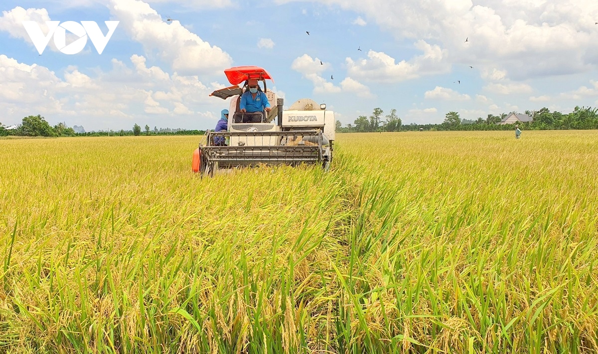 Vụ lúa Đông Xuân vùng ĐBSCL sẽ xuống giống khoảng 1 triệu rưỡi hecta