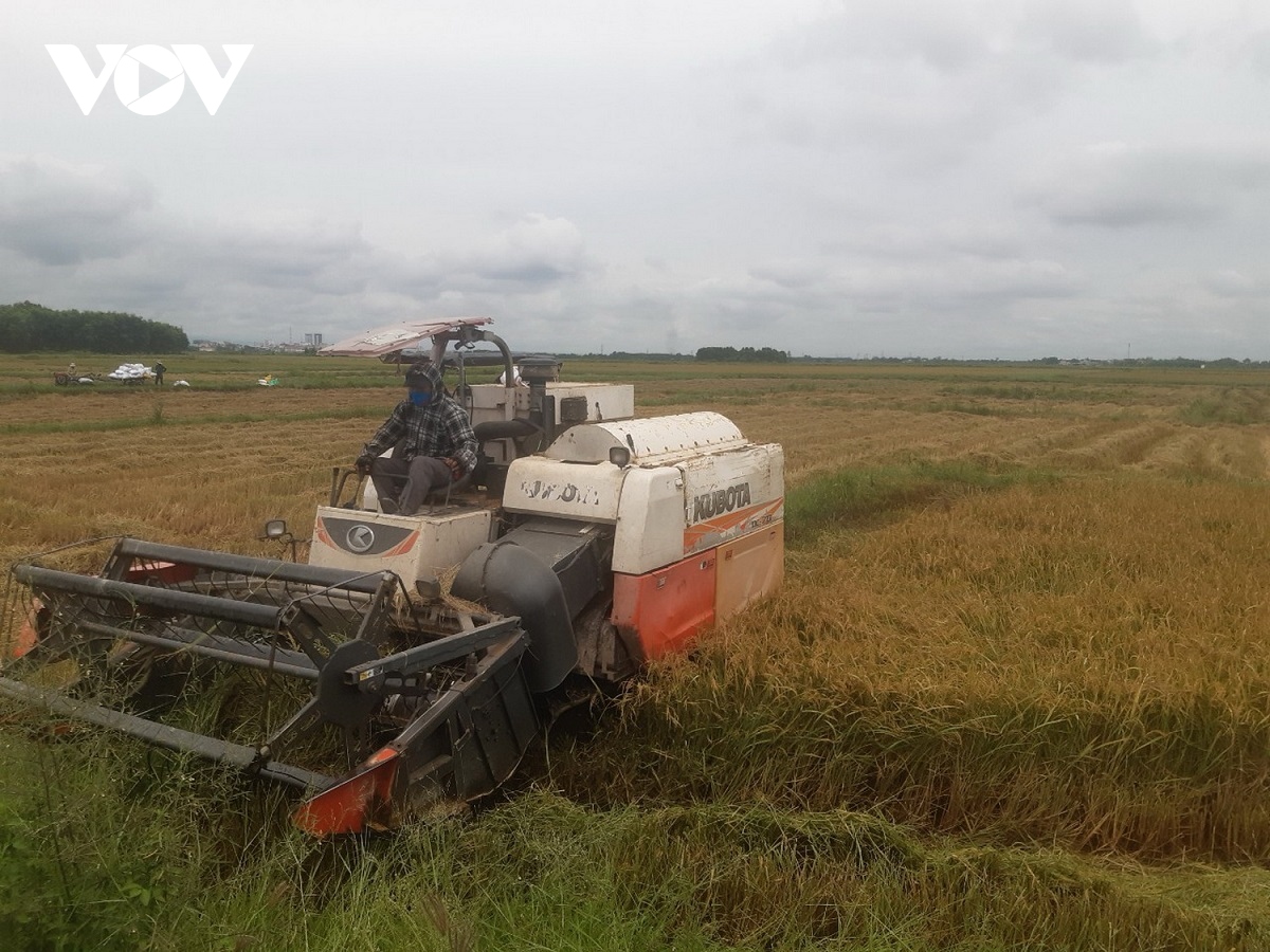 nong dan quang tri dieu dung vi lua khong ai mua hinh anh 3