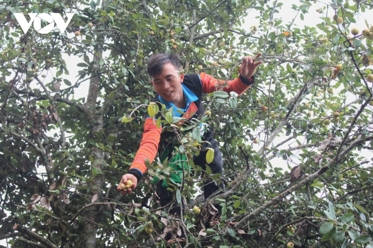 thứ quả lành, vị thuốc quý của núi rừng sơn la hình ảnh 4 thu qua lanh, vi thuoc quy cua nui rung son la hinh anh 4