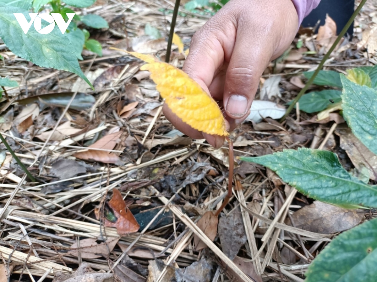 Người trồng sâm Ngọc Linh được ngân hàng gia hạn nợ để khắc phục thiệt hại