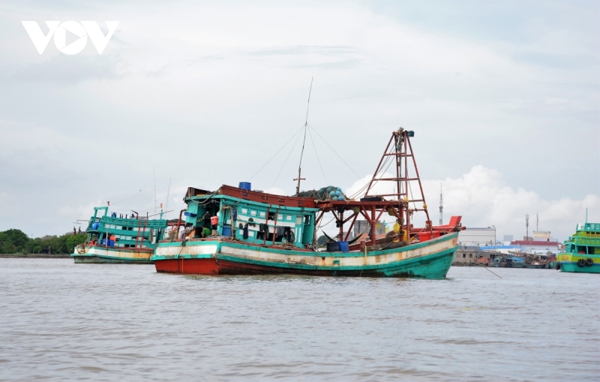 go the vang ec nhin tu su quyet liet cua tinh ca mau hinh anh 1