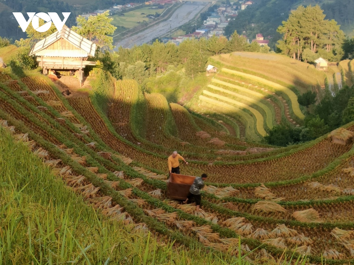 lua chin vang tren nhung trien ruong mu cang chai hinh anh 11