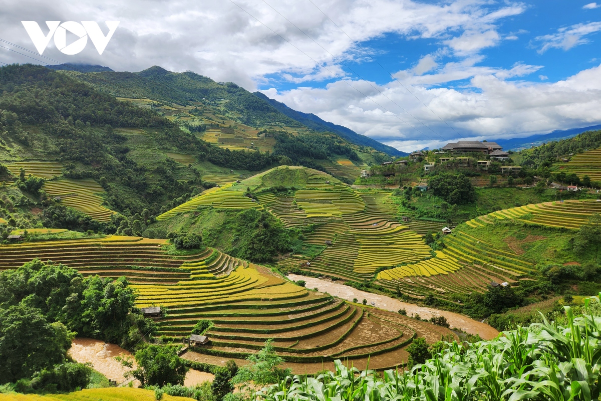 chiem nguong ve dep ruong bac thang mu cang chai mua lua chin hinh anh 1