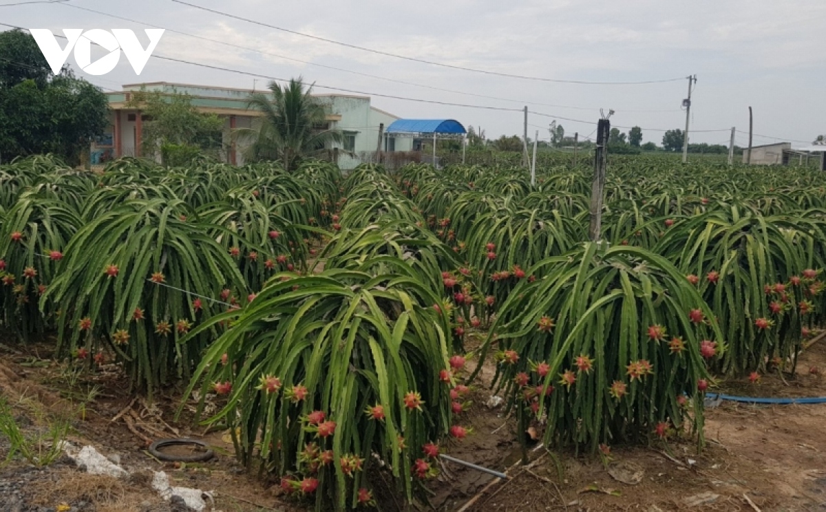 O nhiem nghiem trong tu cac vuon cay thanh long hinh anh 3