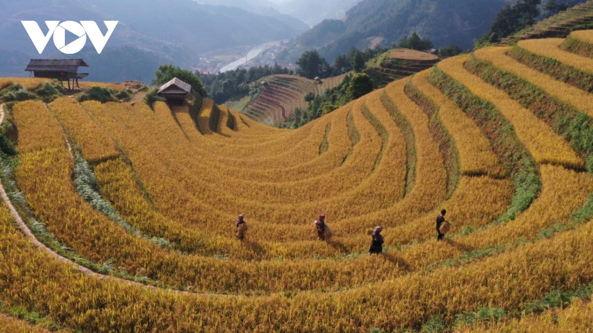 lua chin vang tren nhung trien ruong mu cang chai hinh anh 5