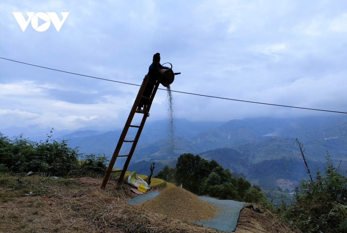 lua chin vang tren nhung trien ruong mu cang chai hinh anh 7