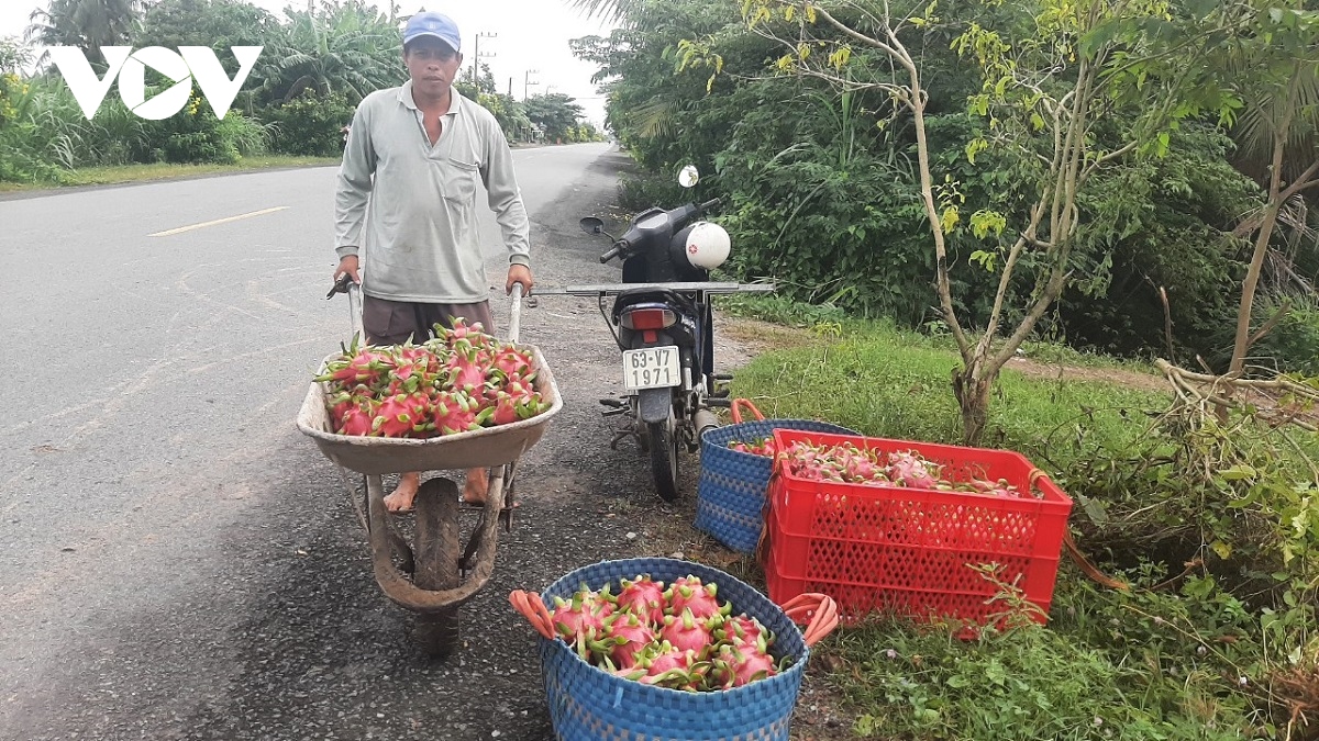 trai thanh long o tien giang chin do, thuong lai manh tay ep gia nha vuon hinh anh 2