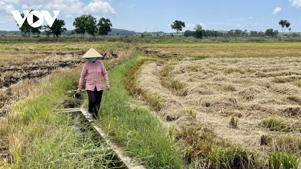 gia lua giam, nhieu nong dan o ba ria - vung tau bo ruong vu 3 hinh anh 2