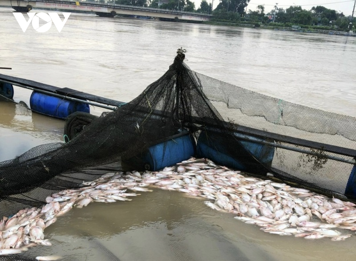 ca nuoi long chet hang loat, nguoi dan thua thien hue thiet hai nang ne hinh anh 2