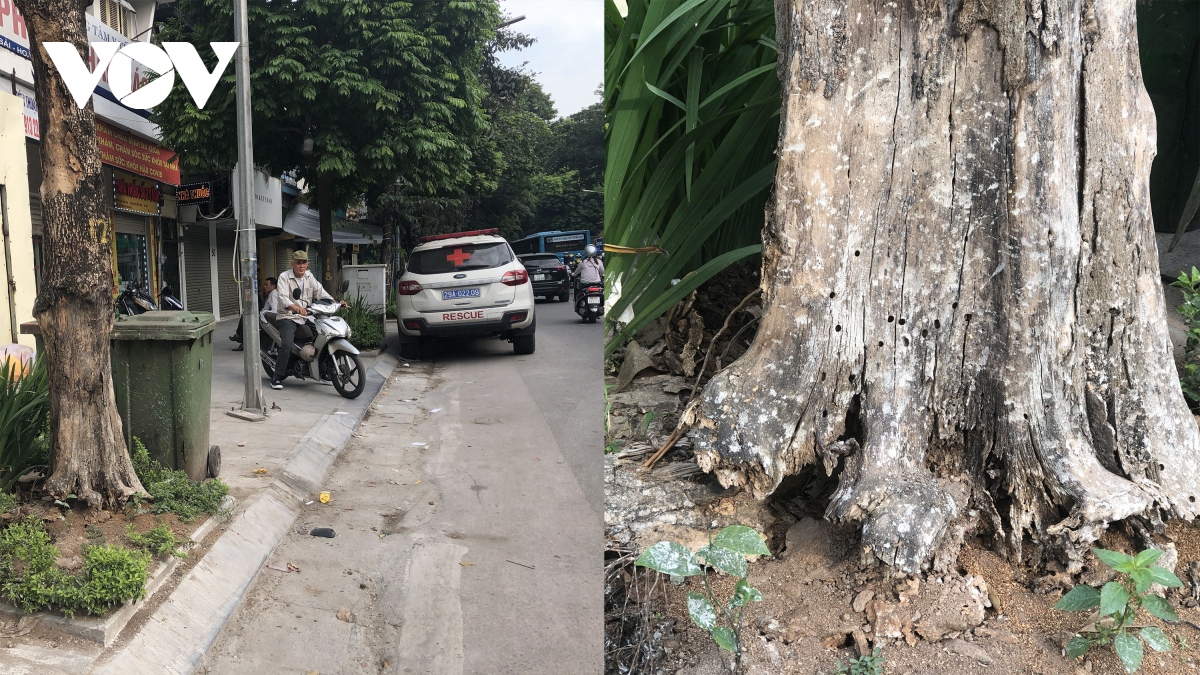 nhieu cay xanh chet kho, bi buc tu tren duong pho thu do hinh anh 7