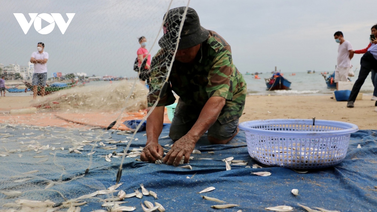 ngu dan vung tau trung mua ca mai hinh anh 11