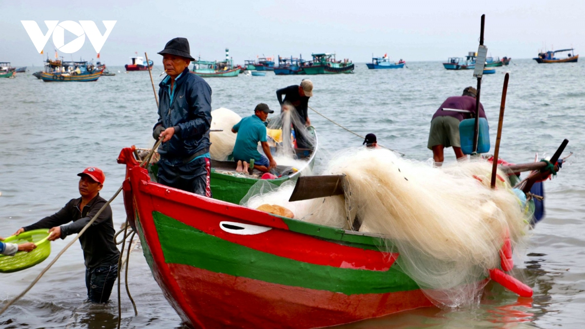 ngu dan vung tau trung mua ca mai hinh anh 13