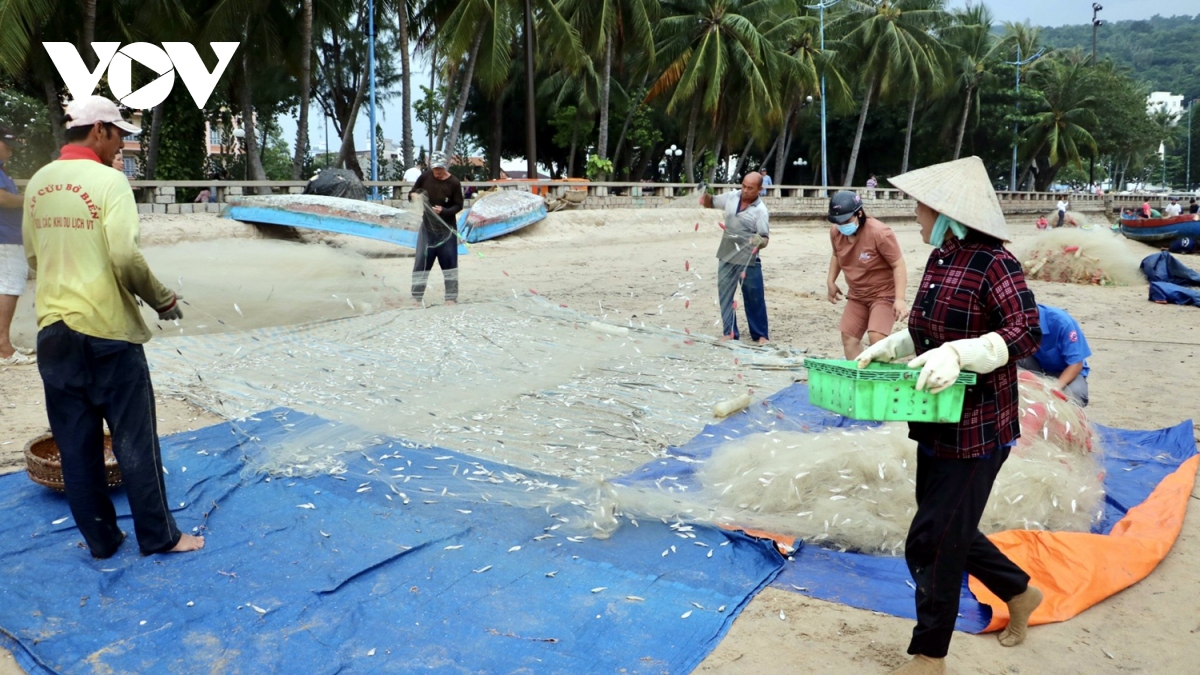 ngu dan vung tau trung mua ca mai hinh anh 4