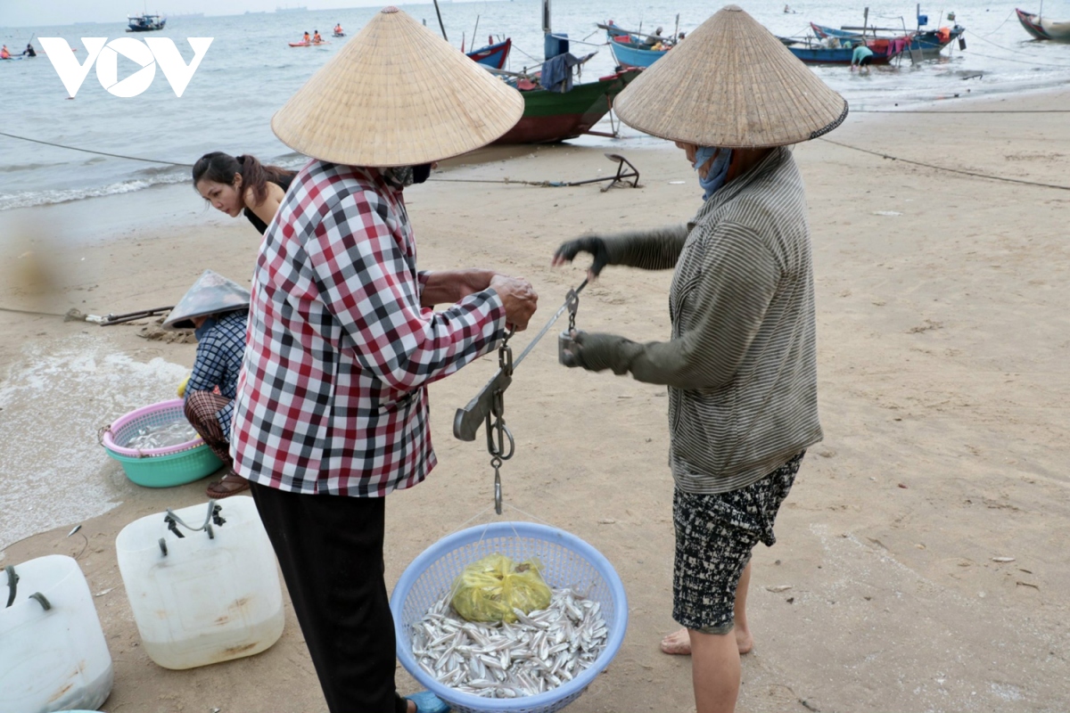 ngu dan vung tau trung mua ca mai hinh anh 6