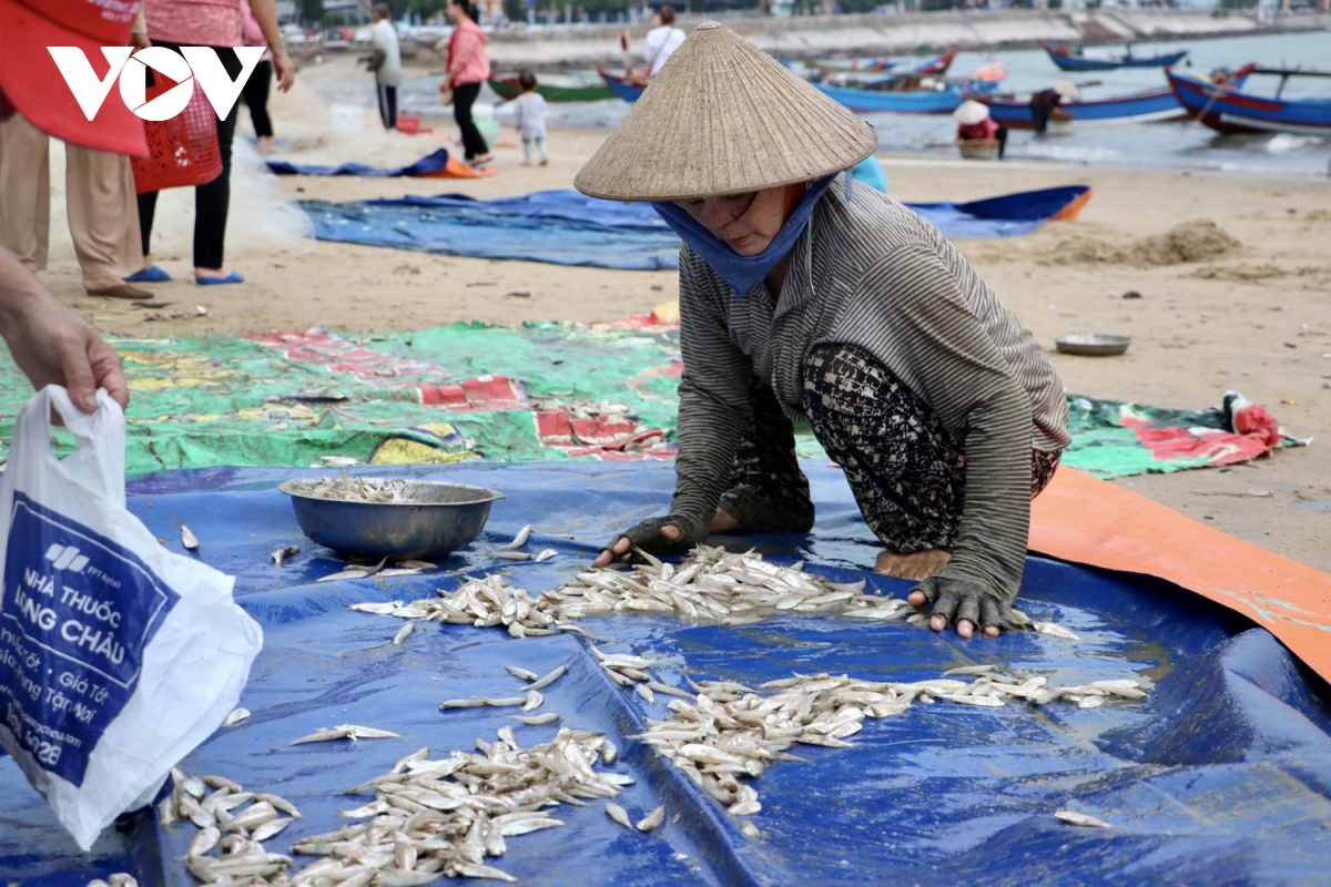 ngu dan vung tau trung mua ca mai hinh anh 8