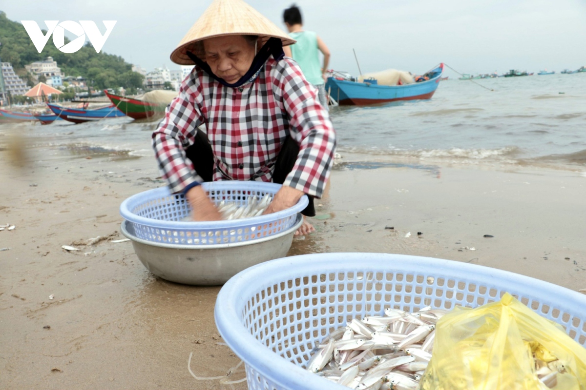 ngu dan vung tau trung mua ca mai hinh anh 9