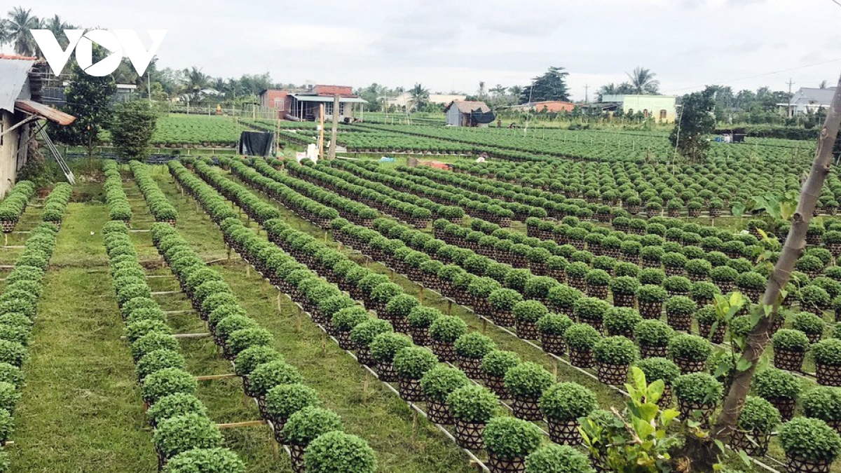  vuong quoc hoa kieng, cay giong vao vu hoa tet hinh anh 1