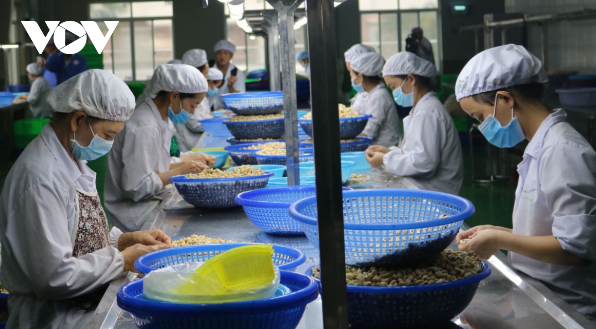 Cashew nut export value hits US$2.29 billion in nine months