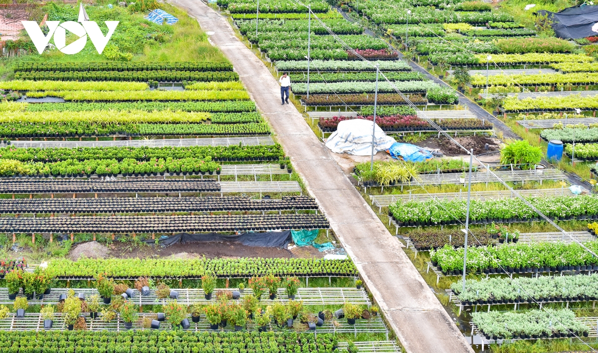 Làng hoa Sa Đéc chuẩn bị cho mùa du lịch "bội thu"