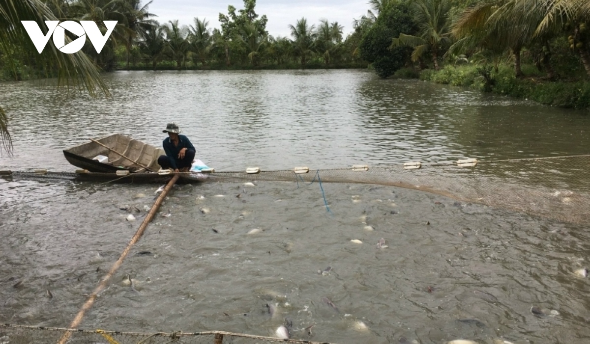 Bản tin số 5 Cải tiến quá trình quản lý chất thải ao nuôi cá tra tại Đồng  bằng sông Cửu Long Việt Nam  Trung tâm Chuyển giao Công nghệ và
