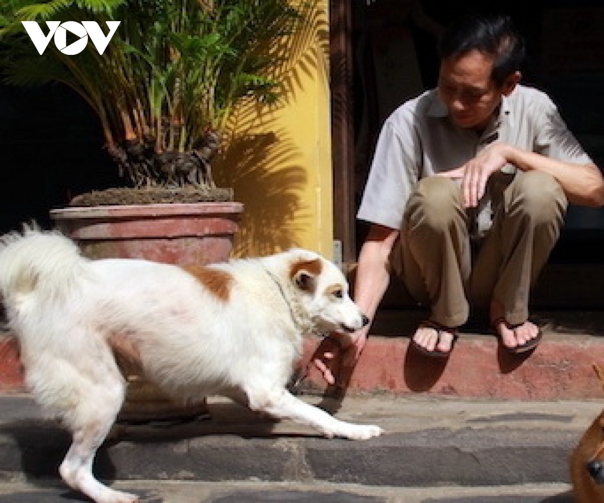 xay dung hoi an tro thanh noi du lich than thien, khong tieu thu thit cho, meo hinh anh 1