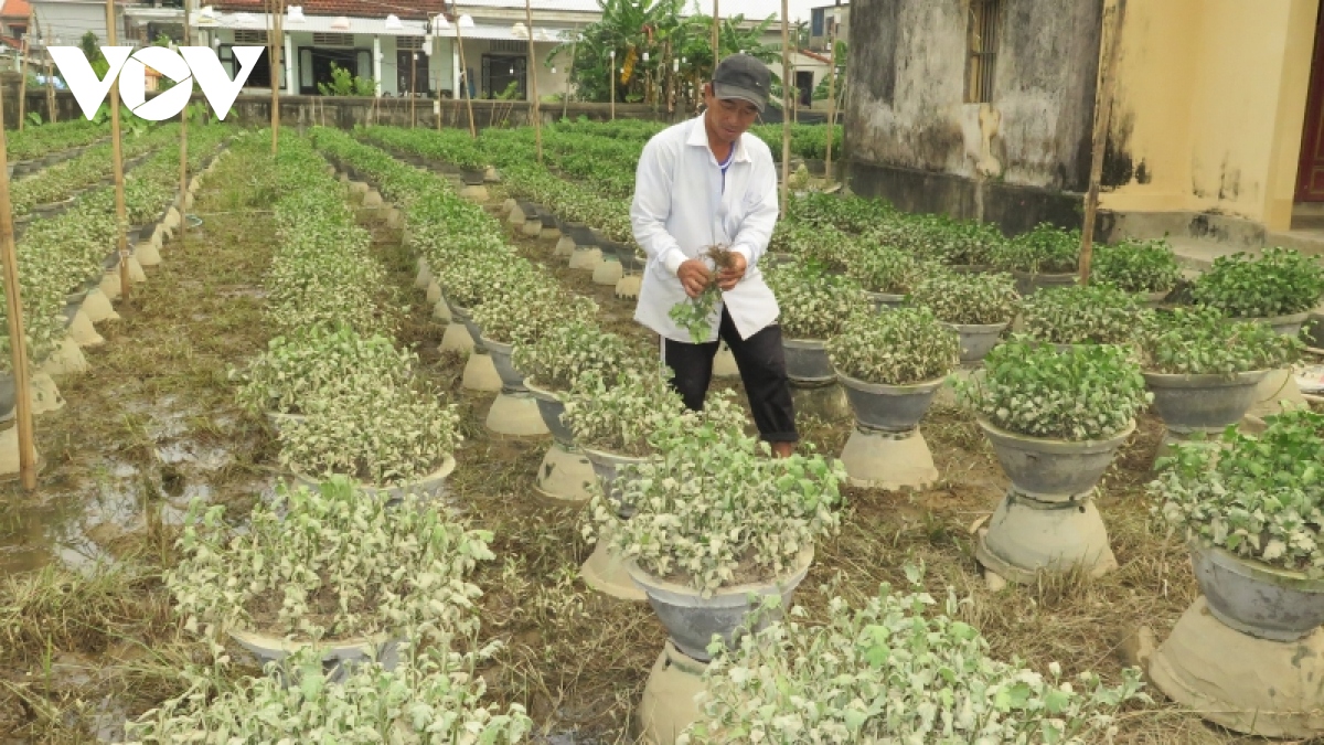 nguoi trong hoa tet o hue thiet hai nang sau lu lon hinh anh 1