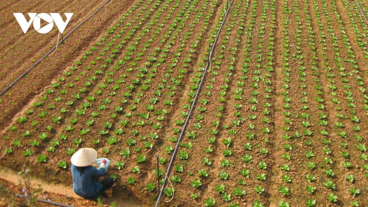 Lâm Đồng siết chặt quản lý nguồn gốc nông sản VietGAP