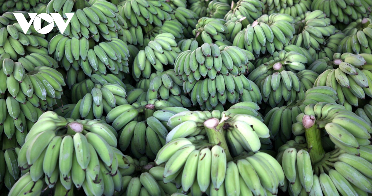 Ample room for Vietnamese banana exports in Japanese market