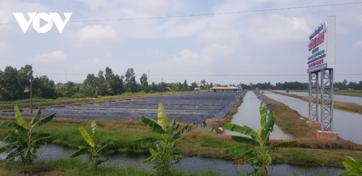 nong dan kien giang da dang mo hinh san xuat nong nghiep cho thu nhap cao hinh anh 1